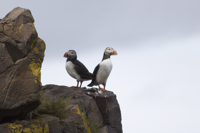 2011-07-04_14-29-27 island.jpg - Papageientaucher am Vogelfelsen bei Hfn